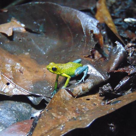 Hacienda Mil Bellezas - Private 40Ha Jungle Reserve Quepos Ngoại thất bức ảnh