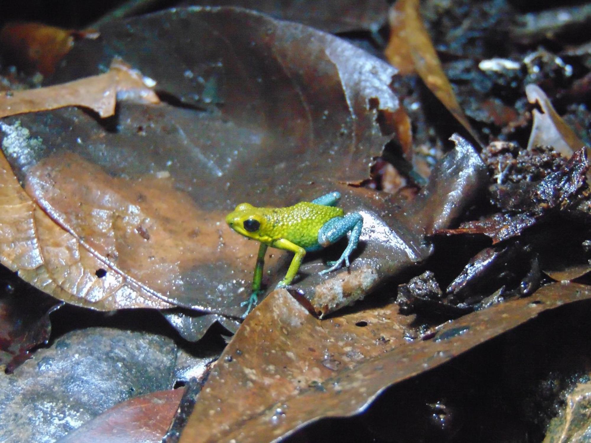 Hacienda Mil Bellezas - Private 40Ha Jungle Reserve Quepos Ngoại thất bức ảnh